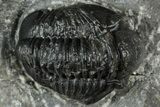 Detailed Gerastos Trilobite Fossil - Morocco #311248-1